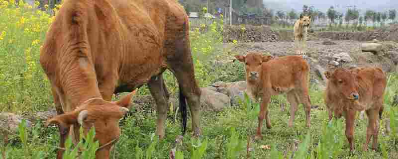 1000斤牛能出多少斤肉(1000斤牛能出多少斤肉呢)